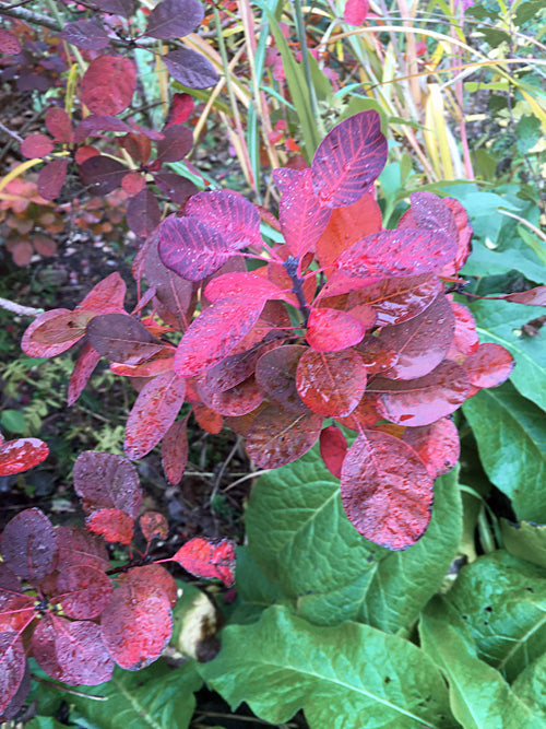 COTINUS COGGYGRIA 'FOLIIS PURPUREIS'