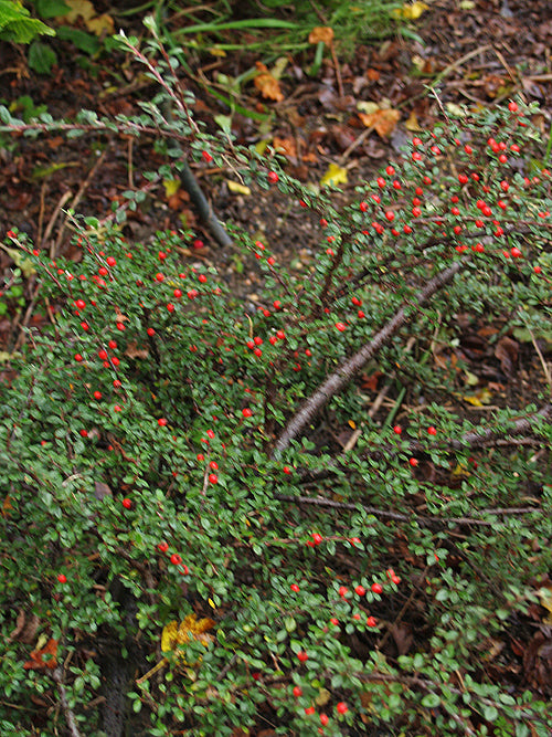 COTONEASTER LIDJIANGENSIS