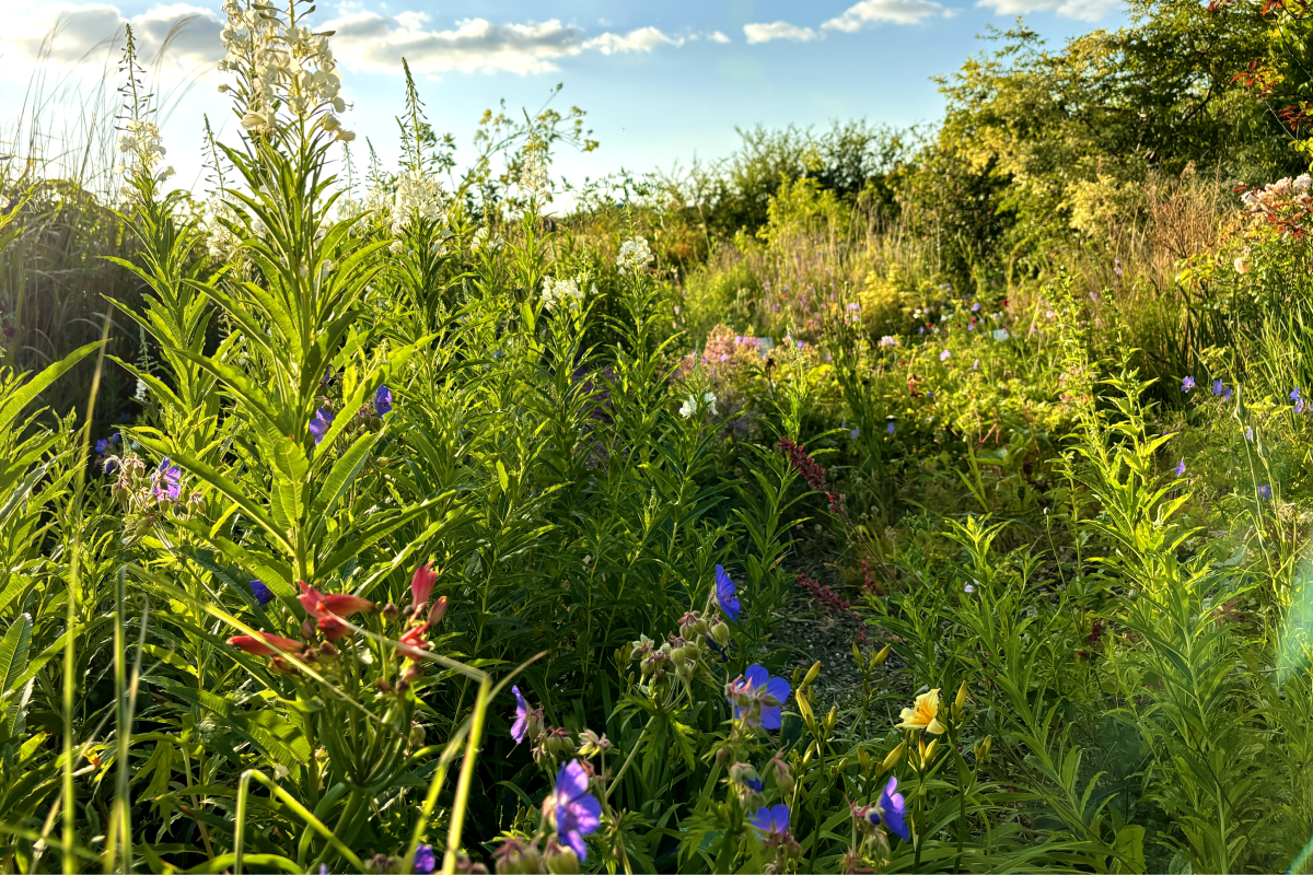 Cotswold Garden Flowers on a summer's evening