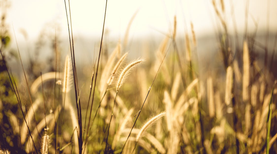 Buy sustainably grown UK grasses