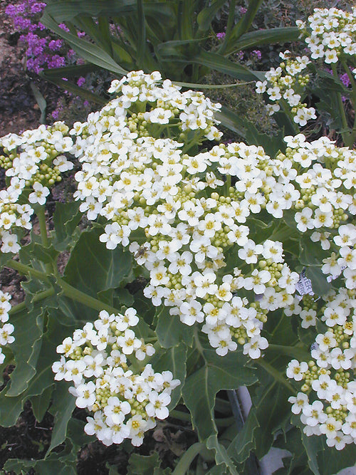 CRAMBE MARITIMA 'LILYWHITE'