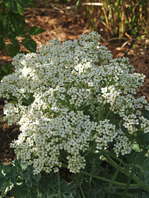 CRAMBE MARITIMA