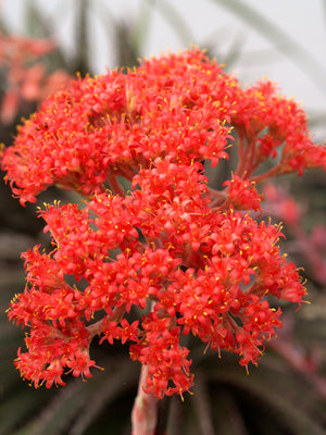 CRASSULA PERFOLIATA var.FALCATA