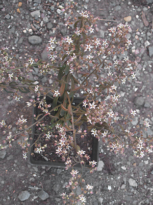 UNKNOWN CRASSULACEAE