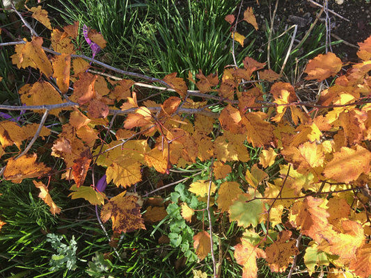 CRATAEGUS ELLWANGERIANA