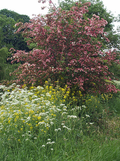 CRATAEGUS LAEVIGATA 'APPLE BLOSSOM'