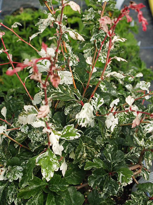 CRATAEGUS LAEVIGATA 'GIREOUDII'