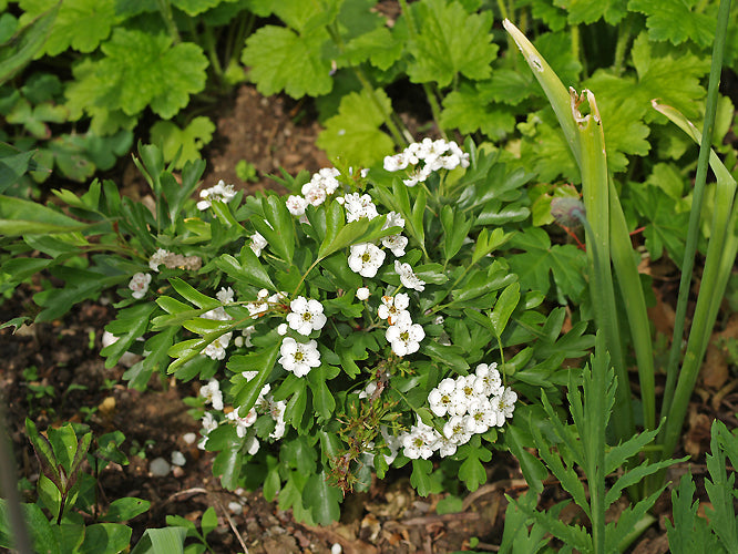 CRATAEGUS MONOGYNA 'COMPACTA'