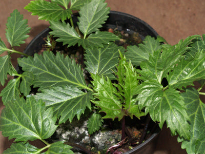 CARDAMINE DIPHYLLA 'ECO CUT-LEAF'