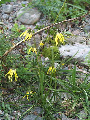 CREMANTHODIUM LINEARE