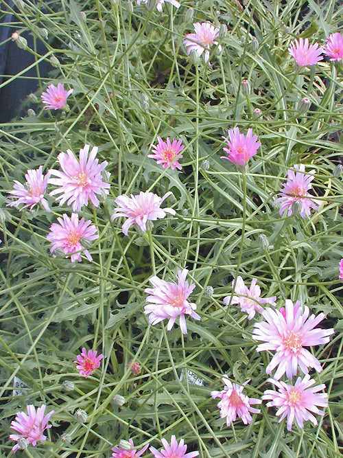 CREPIS INCANA