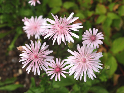 CREPIS RUBRA