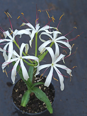 CRINUM AMOENUM