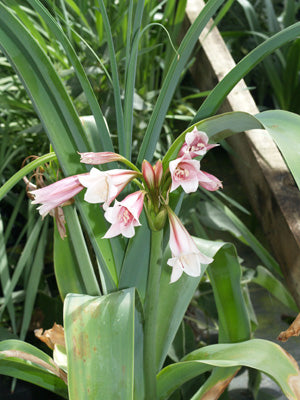 CRINUM BULBISPERMUM