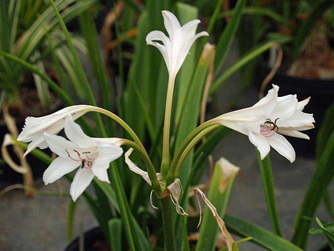 CRINUM 'CAROLINA BEAUTY'