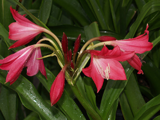 CRINUM 'ELLEN BOSANQUET'