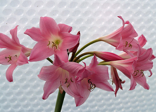 CRINUM 'EMMA JONES'