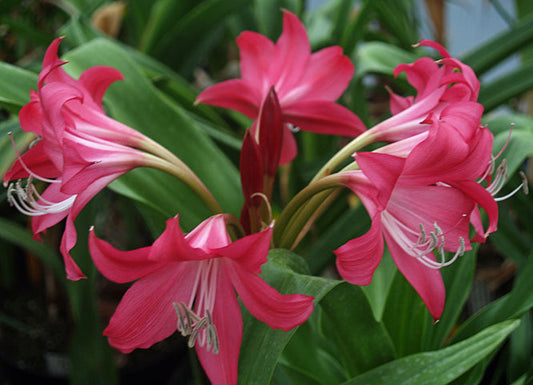 CRINUM 'ELIZABETH TRAUB'