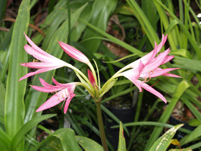 CRINUM 'HANIBAL'S DWARF'