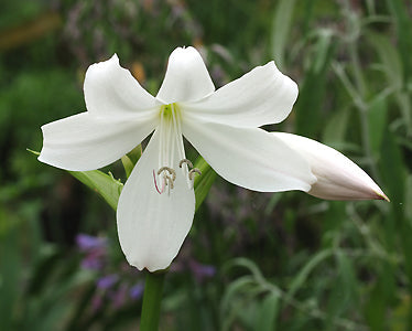 CRINUM MOOREI f.ALBUM