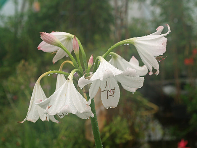 CRINUM MOOREI pink form