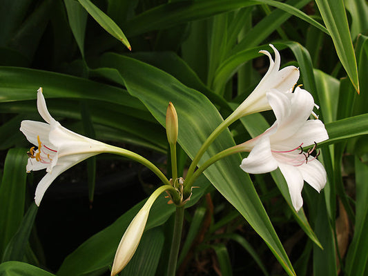 CRINUM 'OLLENE'