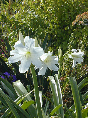 CRINUM x POWELLII 'ALBUM'