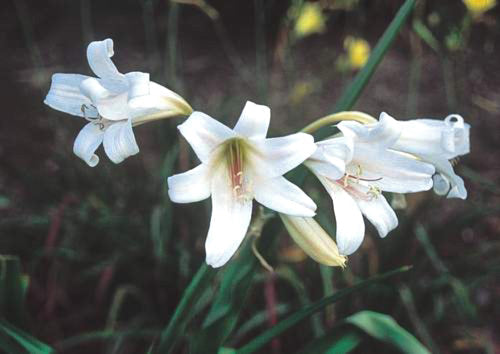 CRINUM 'REGINA'S DISCO LOUNGE'