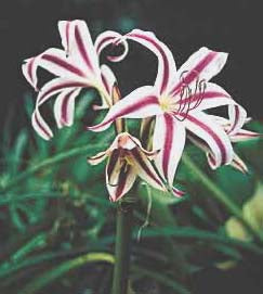 CRINUM 'STARS AND STRIPES'