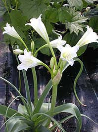 CRINUM VARIABILE