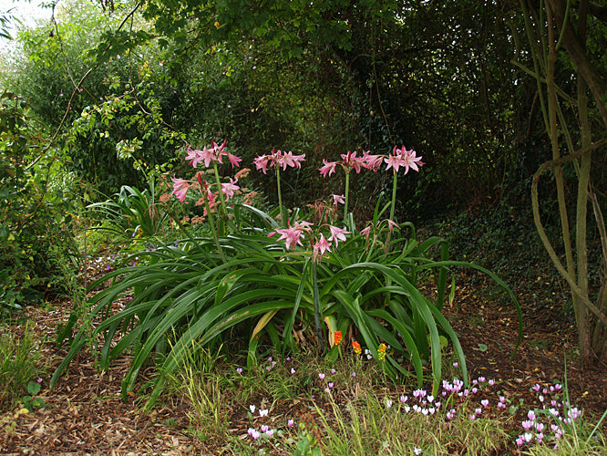 CRINUM x POWELLII