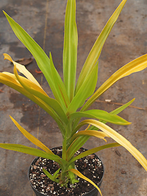 CRINUM yellow leaves