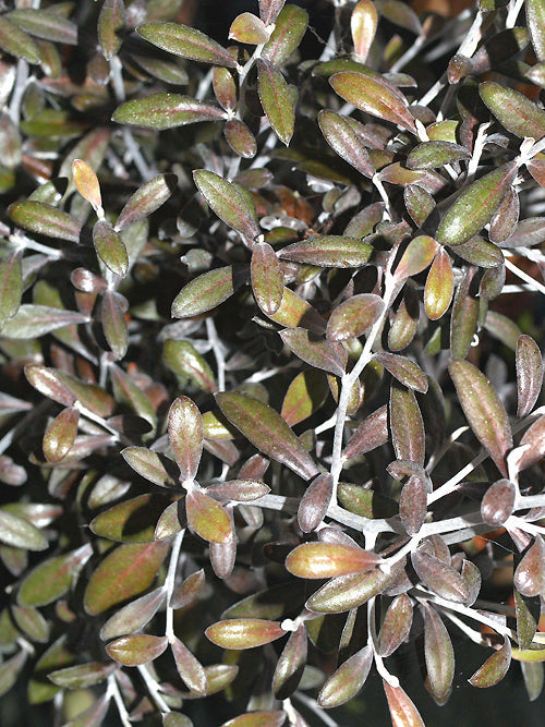 COROKIA x VIRGATA 'FROSTED CHOCOLATE'