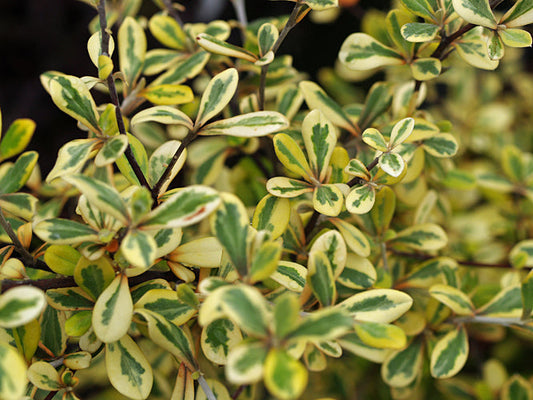 COROKIA x VIRGATA 'SUNSPLASH'