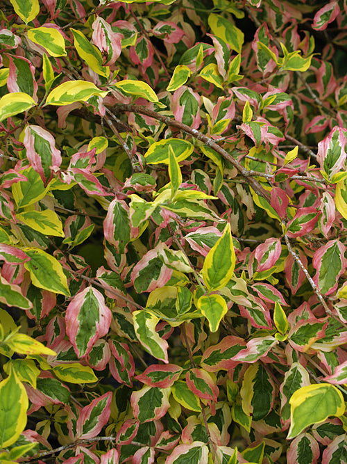CORNUS MAS 'AUREOELEGANTISSIMA'