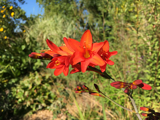 CROCOSMIA 'ANNA MARIE'