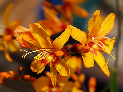 CROCOSMIA 'BABY BARNABY'