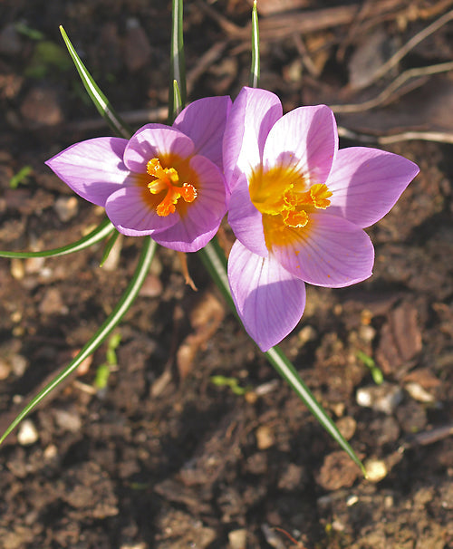 CROCUS BIFLORUS subsp.MELANTHERUS JCA 341.353