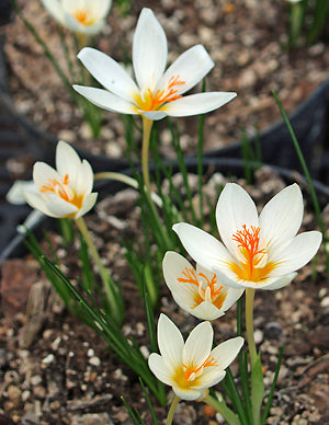 CROCUS BORYI