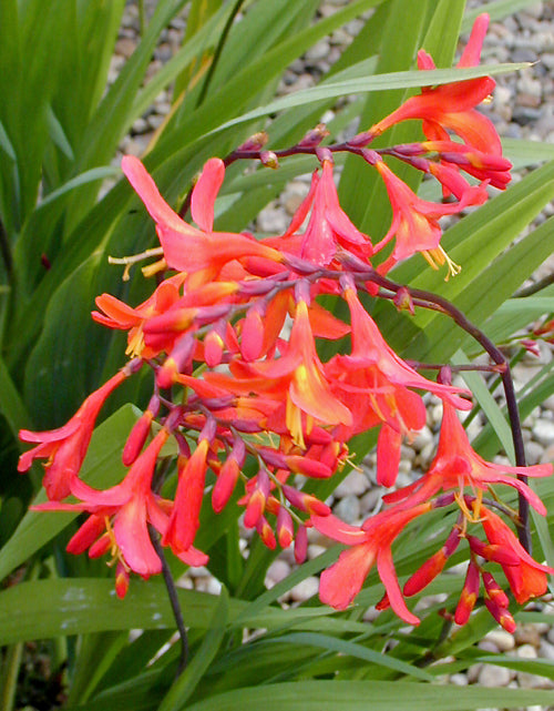 CROCOSMIA 'CARMIN BRILLANT'