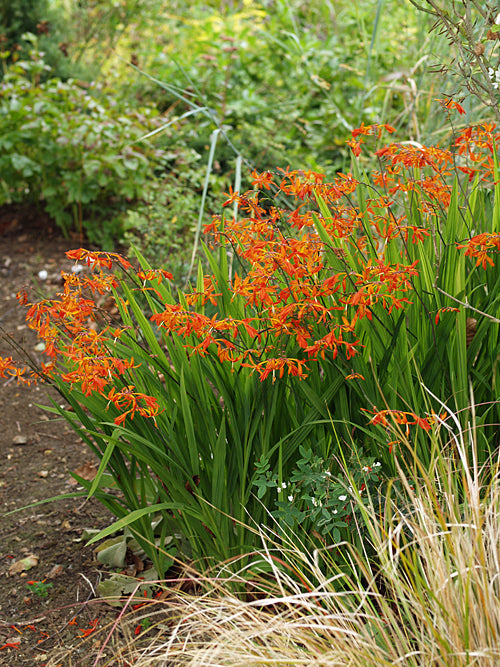 CROCOSMIA 'CASTLE WARD LATE'