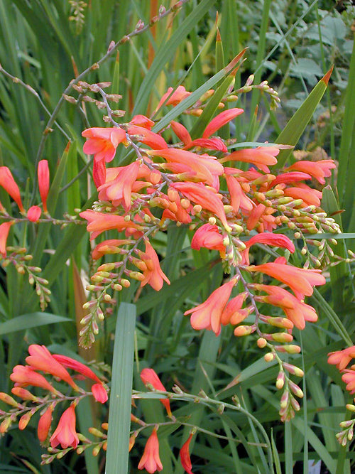 CROCOSMIA POTTSII 'CULZEAN PINK'