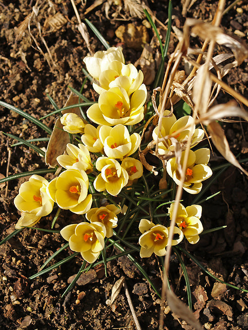 CROCUS CHRYSANTHUS 'CREAM BEAUTY'