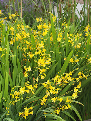 CROCOSMIA 'CITRONELLA' (hort.)