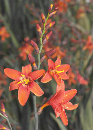 CROCOSMIA 'DUSKY MAIDEN'