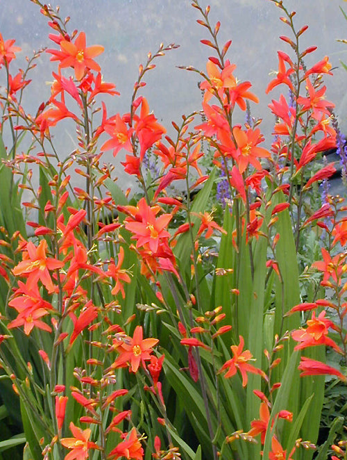 CROCOSMIA 'DEBUTANTE'