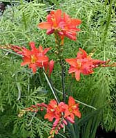 CROCOSMIA 'E.A.BOWLES'