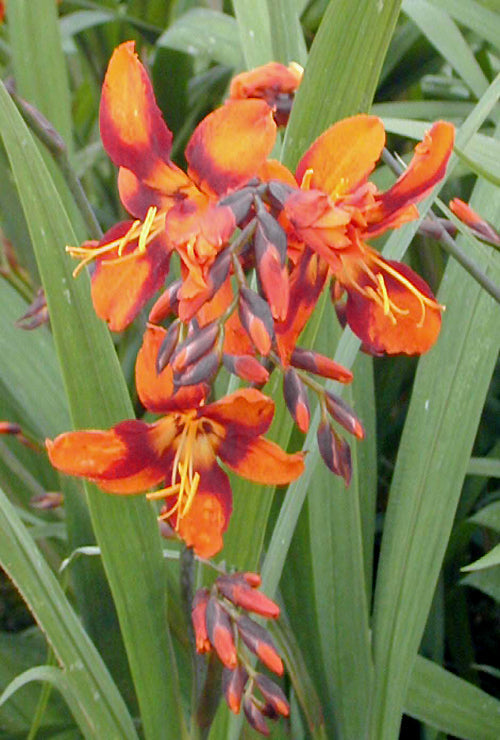 CROCOSMIA 'EMILY MACKENZIE'