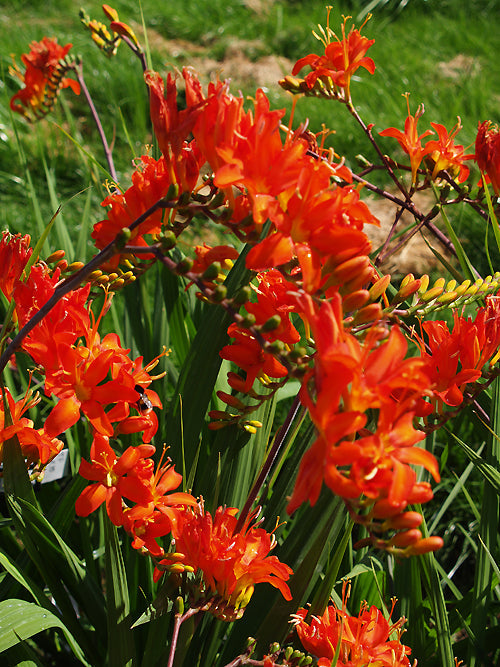 CROCOSMIA MASONIORUM 'FIREBIRD'