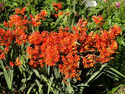 CROCOSMIA 'ORANGE RIVER'